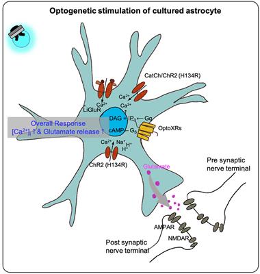 Application of optogenetic glial cells to neuron–glial communication